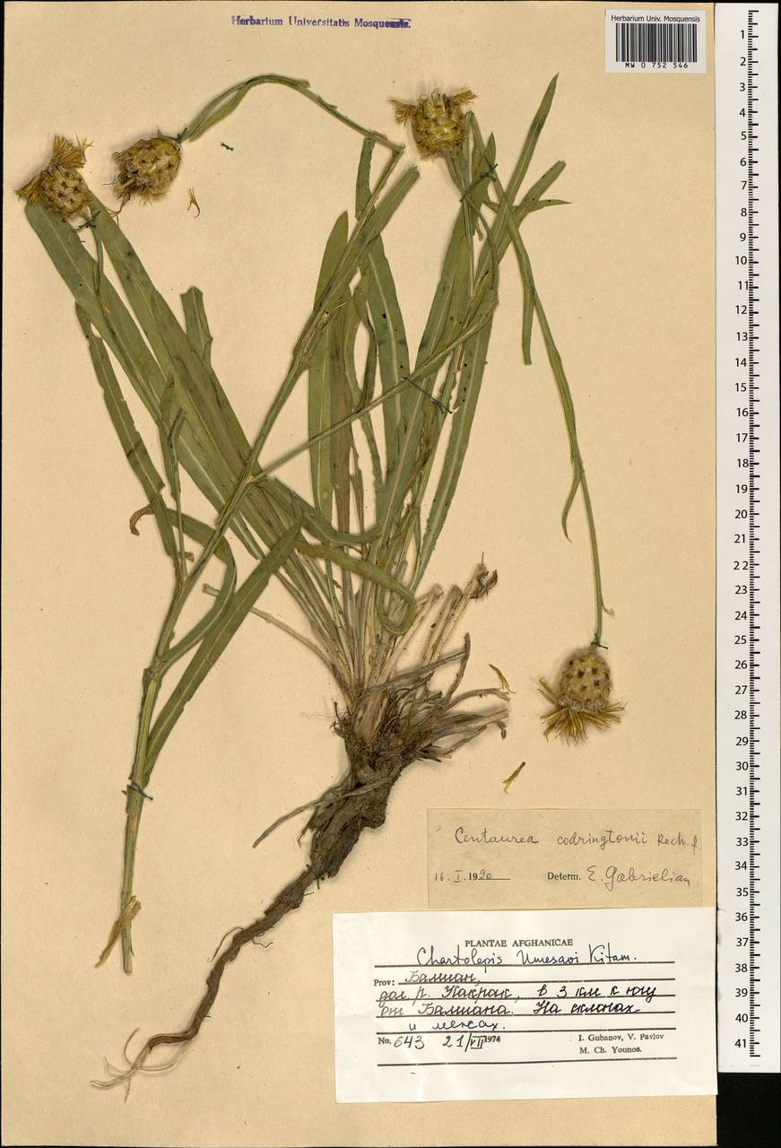 Centaurea codringtonii Rech. fil., South Asia, South Asia (Asia outside ex-Soviet states and Mongolia) (ASIA) (Afghanistan)