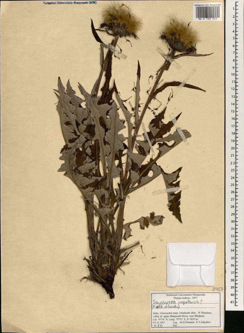 Saussurea nepalensis Spreng., South Asia, South Asia (Asia outside ex-Soviet states and Mongolia) (ASIA) (India)
