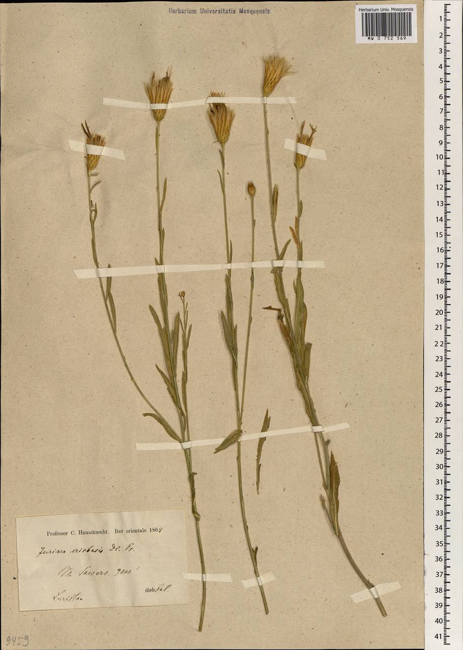 Jurinea eriobasis DC., South Asia, South Asia (Asia outside ex-Soviet states and Mongolia) (ASIA) (Iran)