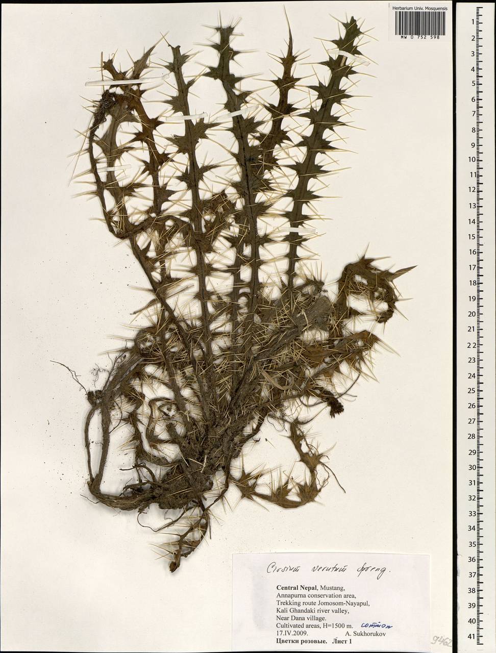 Cirsium verutum (D. Don) Spreng., South Asia, South Asia (Asia outside ex-Soviet states and Mongolia) (ASIA) (Nepal)