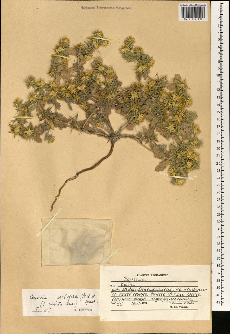 Cousinia prolifera Jaub. & Spach, South Asia, South Asia (Asia outside ex-Soviet states and Mongolia) (ASIA) (Afghanistan)
