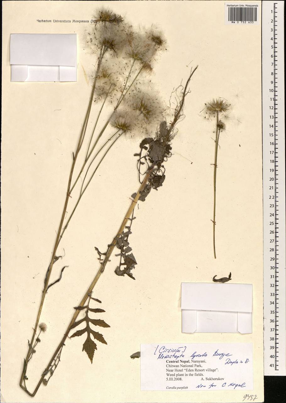 Hemistepta lyrata (Bunge) Bunge, South Asia, South Asia (Asia outside ex-Soviet states and Mongolia) (ASIA) (Nepal)