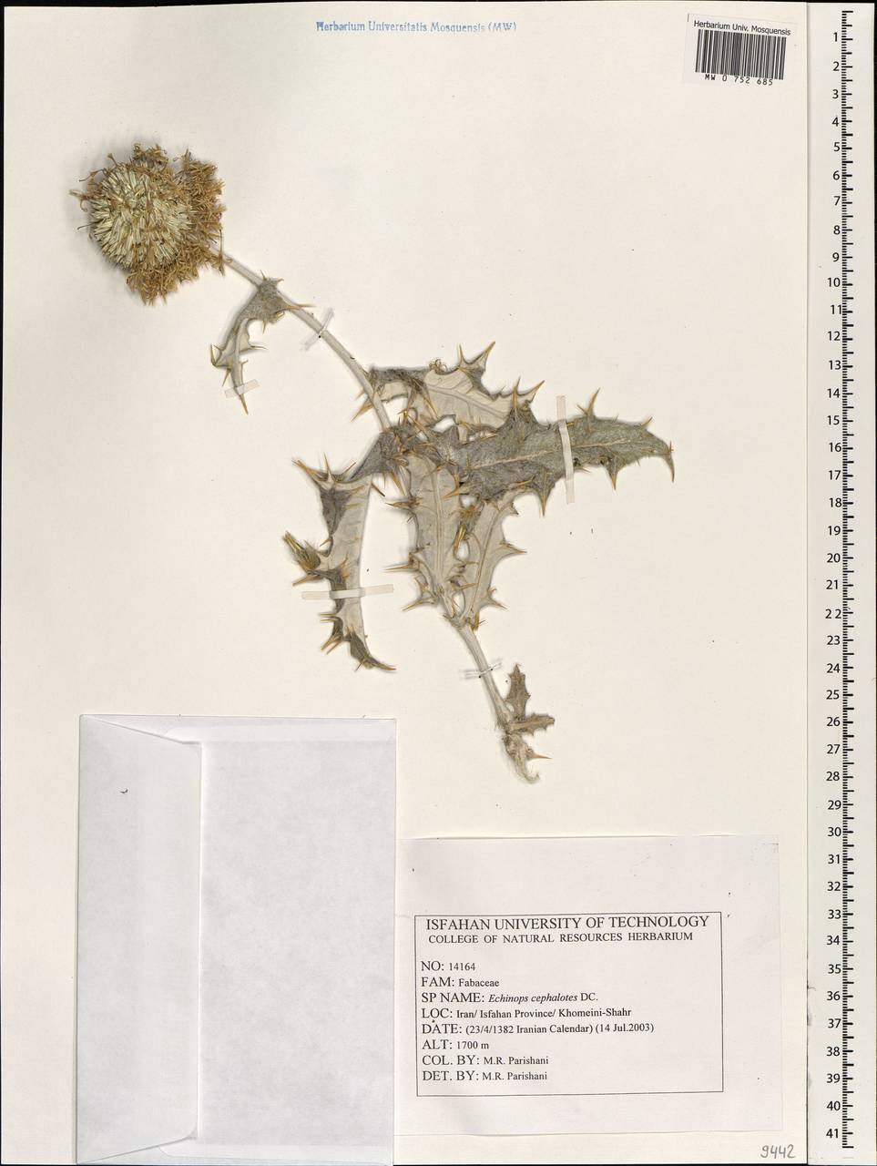 Echinops cephalotes DC., South Asia, South Asia (Asia outside ex-Soviet states and Mongolia) (ASIA) (Iran)