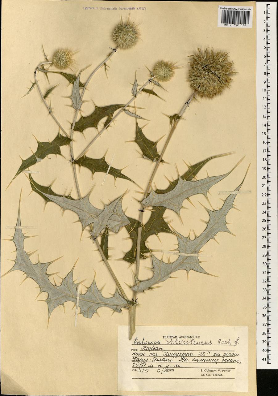 Echinops chloroleucus Rech. fil., South Asia, South Asia (Asia outside ex-Soviet states and Mongolia) (ASIA) (Afghanistan)
