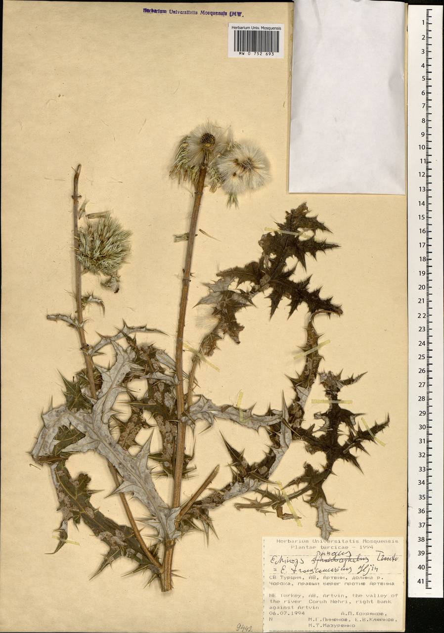 Echinops pungens Trautv., South Asia, South Asia (Asia outside ex-Soviet states and Mongolia) (ASIA) (Turkey)
