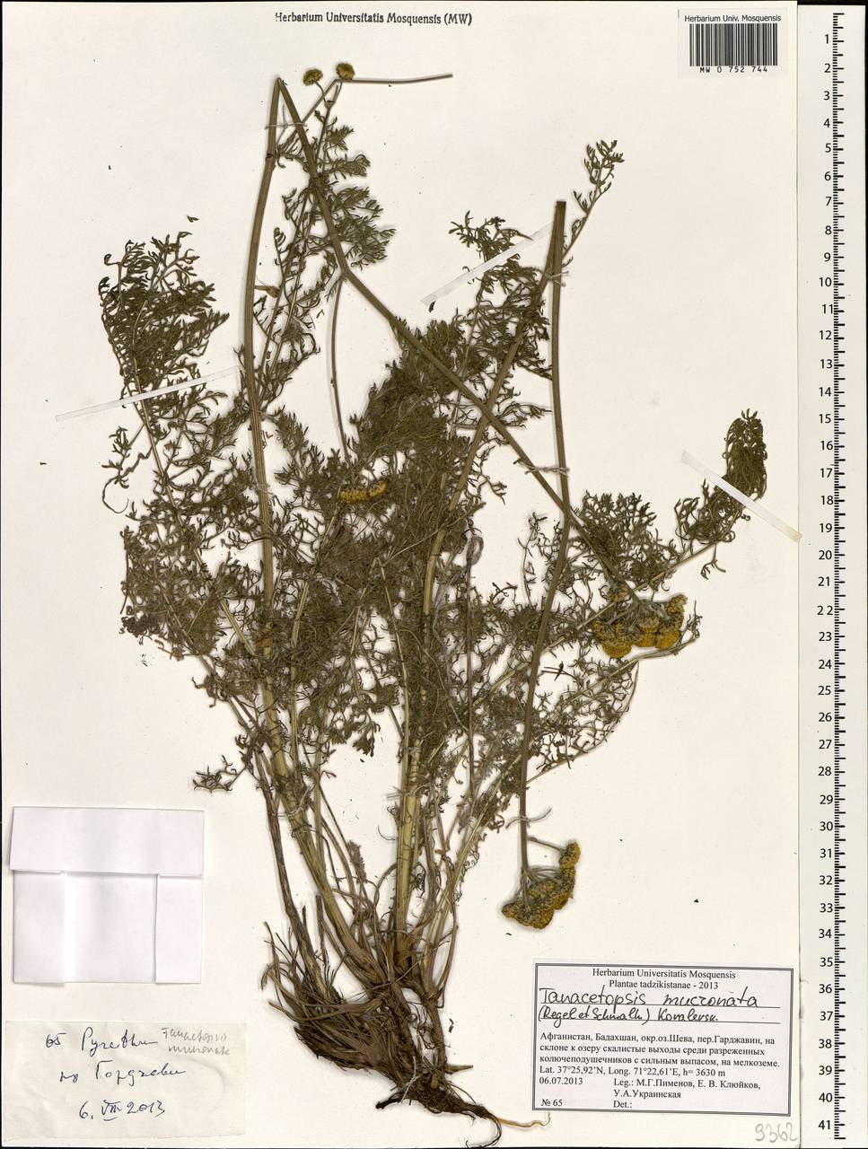 Tanacetopsis mucronata (Regel & Schmalh.) Kovalevsk., South Asia, South Asia (Asia outside ex-Soviet states and Mongolia) (ASIA) (Afghanistan)