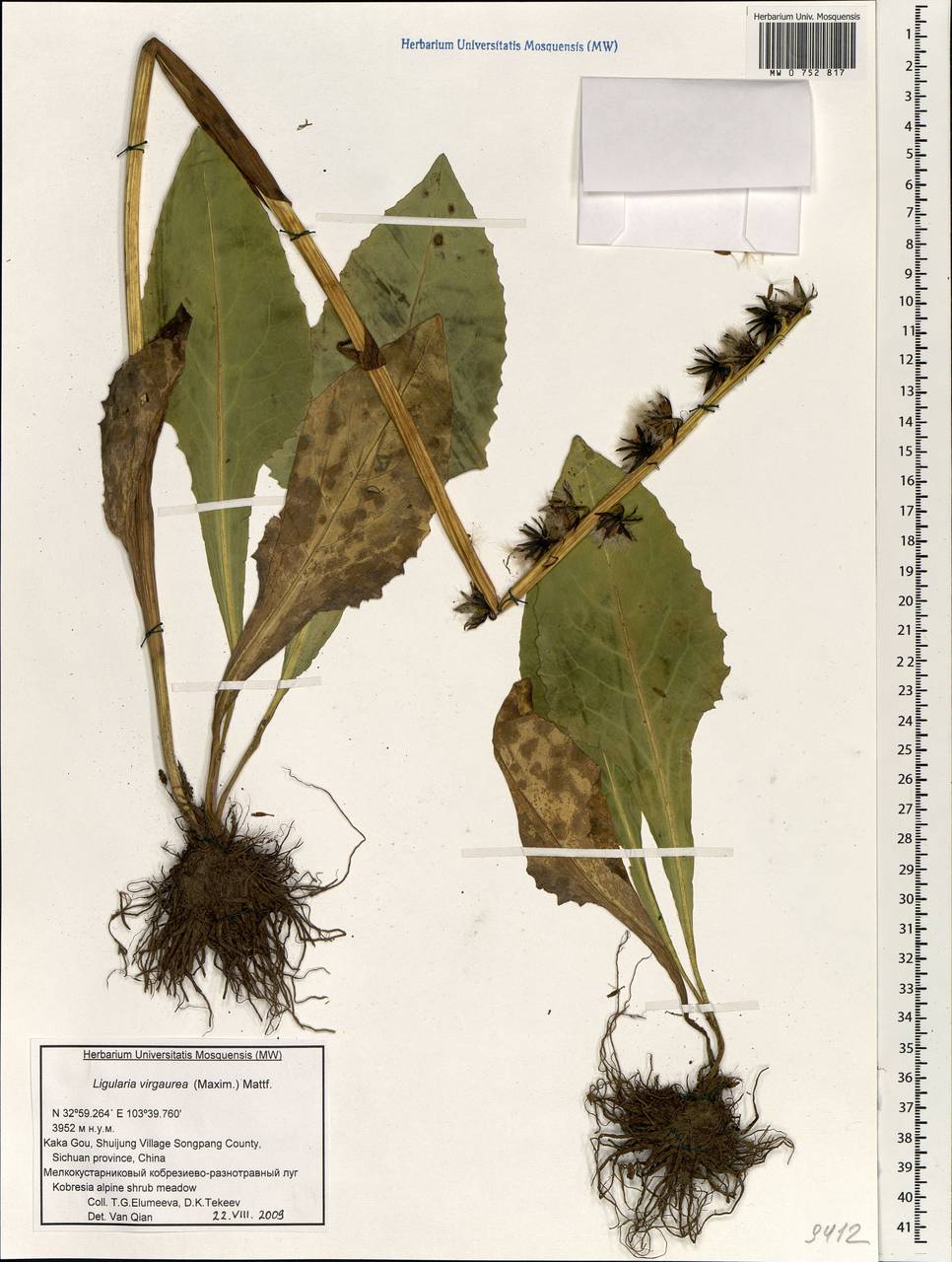 Ligularia virgaurea (Maxim.) Mattf. ex Rehder & Kobuski, South Asia, South Asia (Asia outside ex-Soviet states and Mongolia) (ASIA) (China)