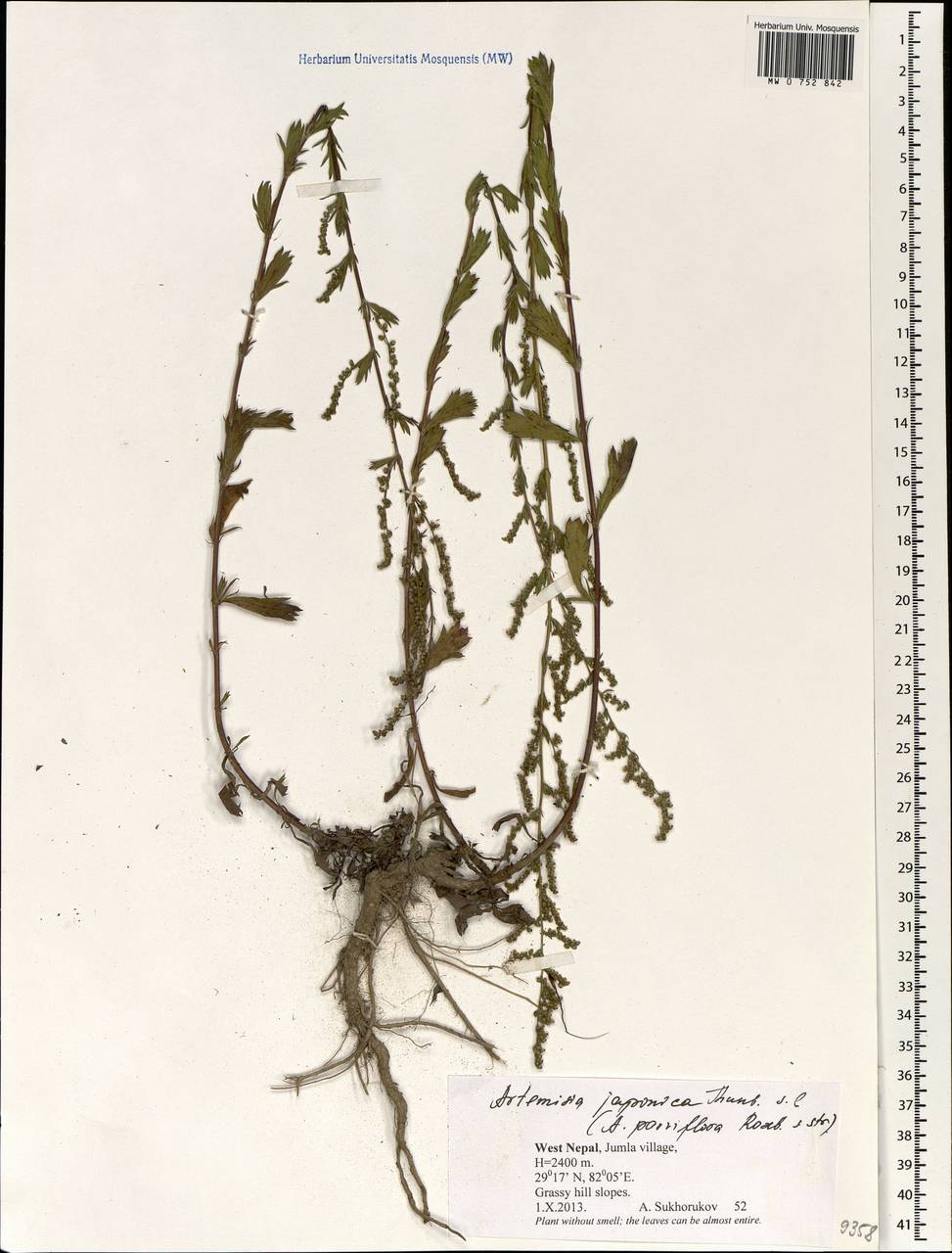 Artemisia parviflora Buch.-Ham. ex Roxb., South Asia, South Asia (Asia outside ex-Soviet states and Mongolia) (ASIA) (Nepal)