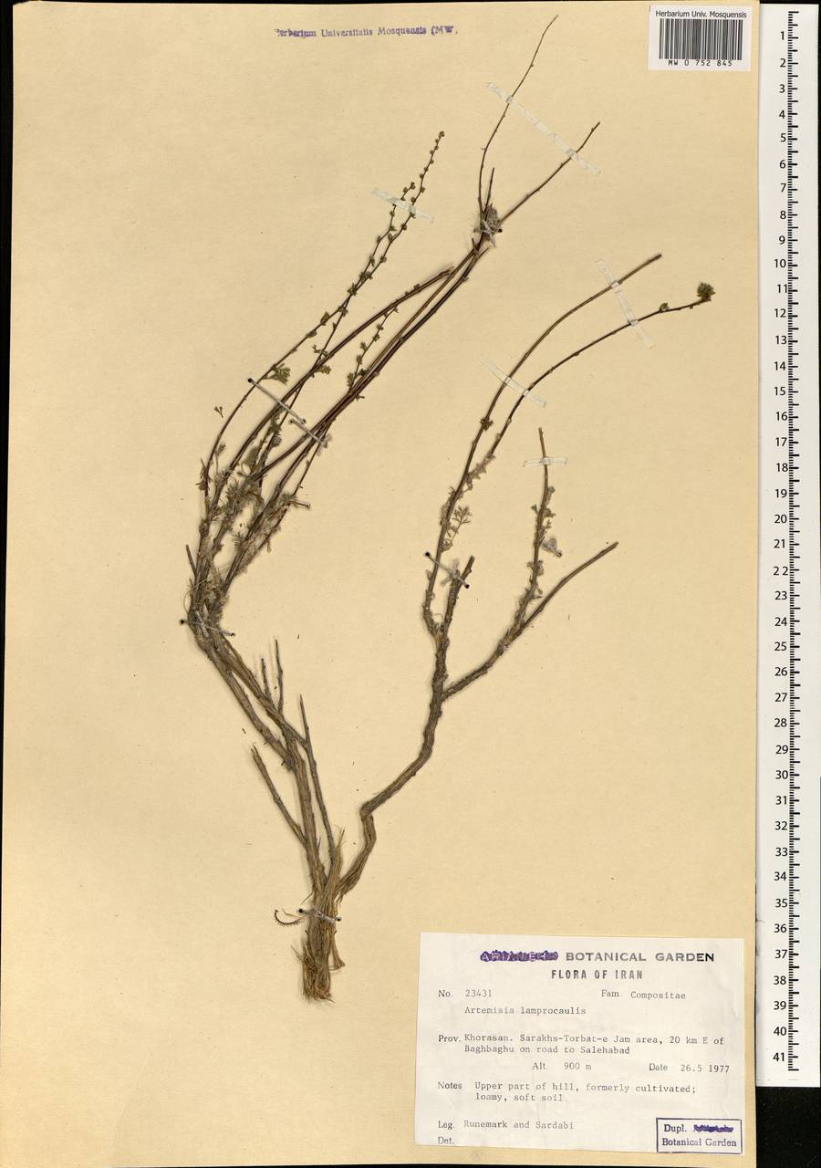 Seriphidium turanicum (Krasch.) Poljak., South Asia, South Asia (Asia outside ex-Soviet states and Mongolia) (ASIA) (Iran)
