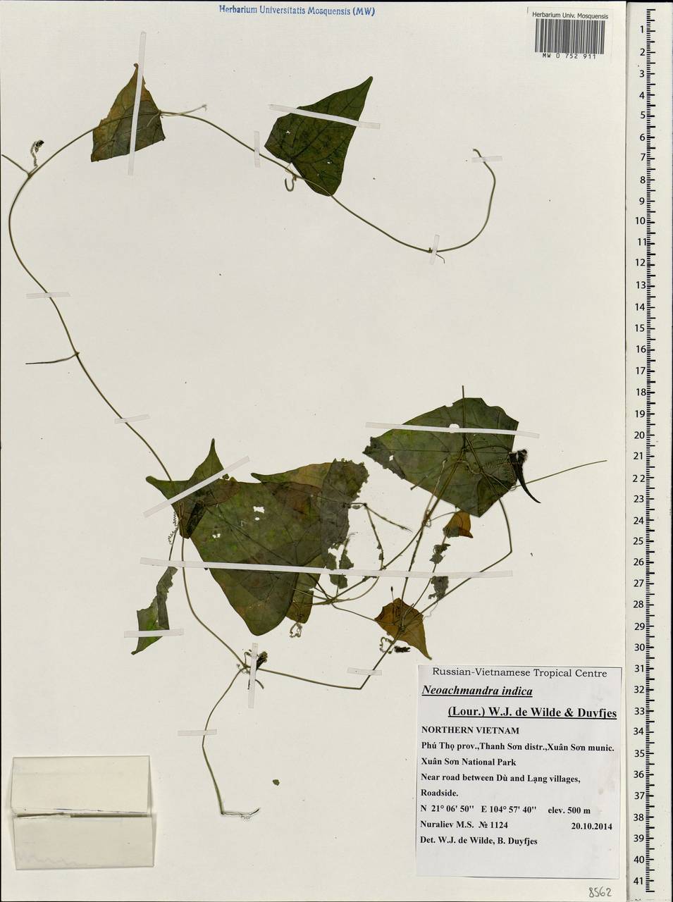 Zehneria indica (Lour.) Keraudren, South Asia, South Asia (Asia outside ex-Soviet states and Mongolia) (ASIA) (Vietnam)