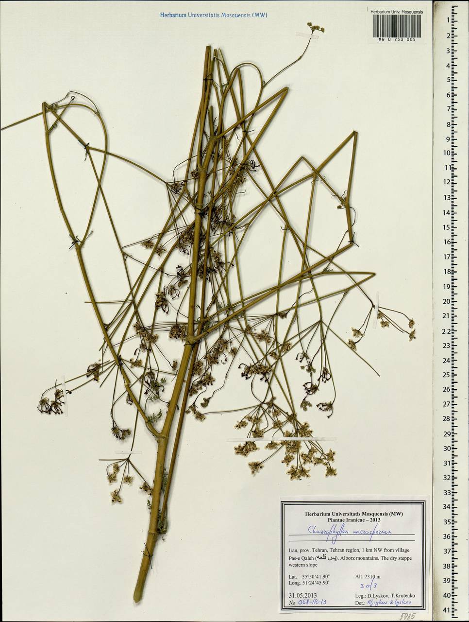 Chaerophyllum macrospermum (Willd. ex Spreng.) Fisch. & C. A. Mey., South Asia, South Asia (Asia outside ex-Soviet states and Mongolia) (ASIA) (Iran)