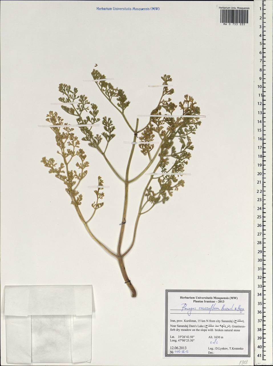 Prangos crossoptera Herrnst. & Heyn, South Asia, South Asia (Asia outside ex-Soviet states and Mongolia) (ASIA) (Iran)