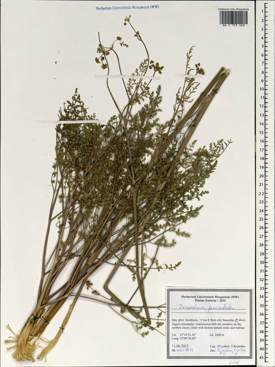 Zeravschania pauciradiata (Tamamsch.) Pimenov, South Asia, South Asia (Asia outside ex-Soviet states and Mongolia) (ASIA) (Iran)