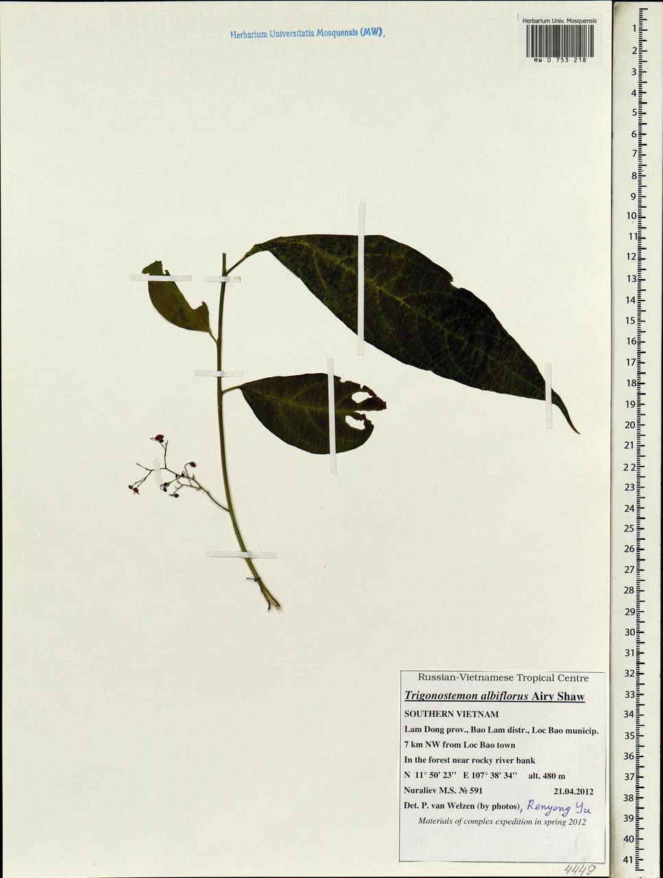 Trigonostemon albiflorus Airy Shaw, South Asia, South Asia (Asia outside ex-Soviet states and Mongolia) (ASIA) (Vietnam)