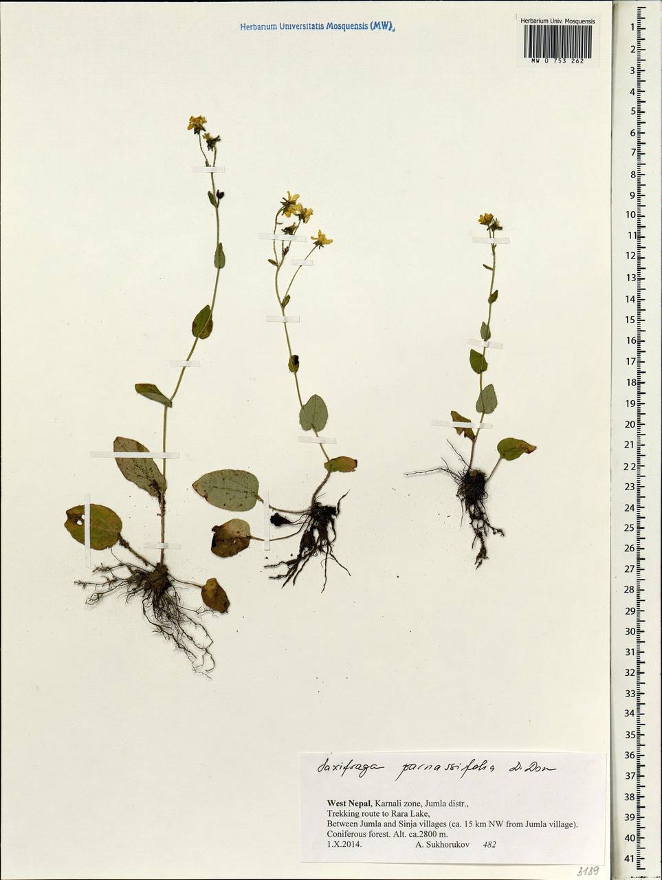 Saxifraga parnassifolia D. Don, South Asia, South Asia (Asia outside ex-Soviet states and Mongolia) (ASIA) (Nepal)