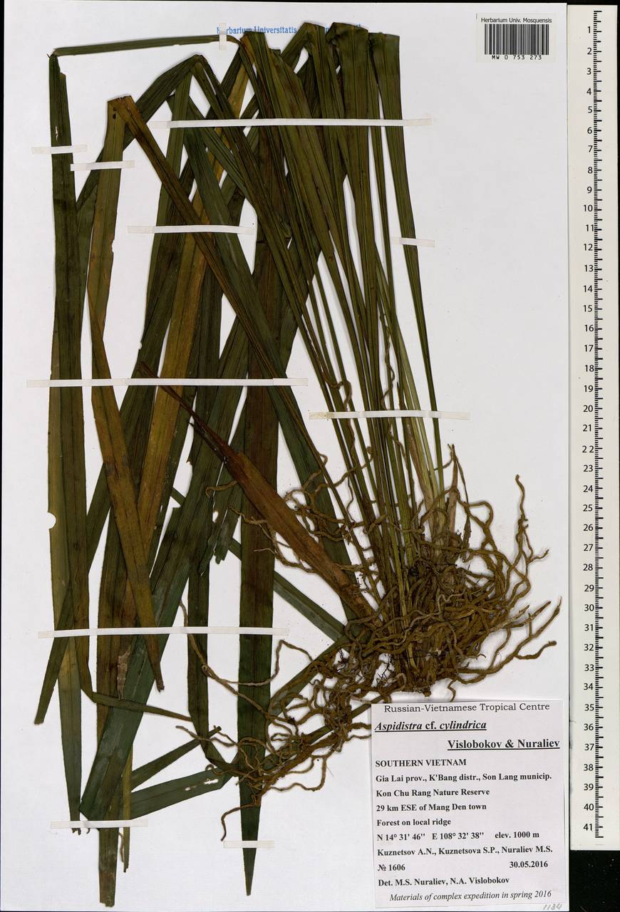 Aspidistra cylindrica Vislobokov & Nuraliev, South Asia, South Asia (Asia outside ex-Soviet states and Mongolia) (ASIA) (Vietnam)