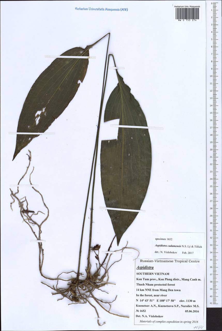 Aspidistra cadamensis N.S.Lý & Tillich, South Asia, South Asia (Asia outside ex-Soviet states and Mongolia) (ASIA) (Vietnam)