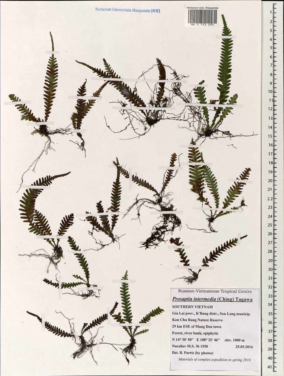 Prosaptia intermedia (Ching) Tagawa, South Asia, South Asia (Asia outside ex-Soviet states and Mongolia) (ASIA) (Vietnam)