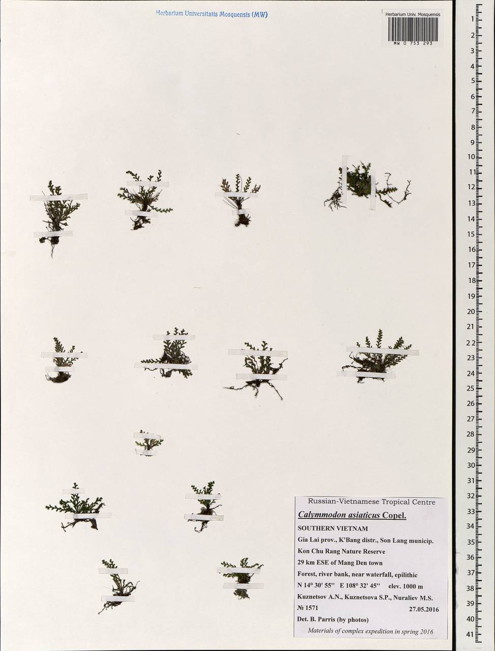 Calymmodon asiaticus Copel., South Asia, South Asia (Asia outside ex-Soviet states and Mongolia) (ASIA) (Vietnam)