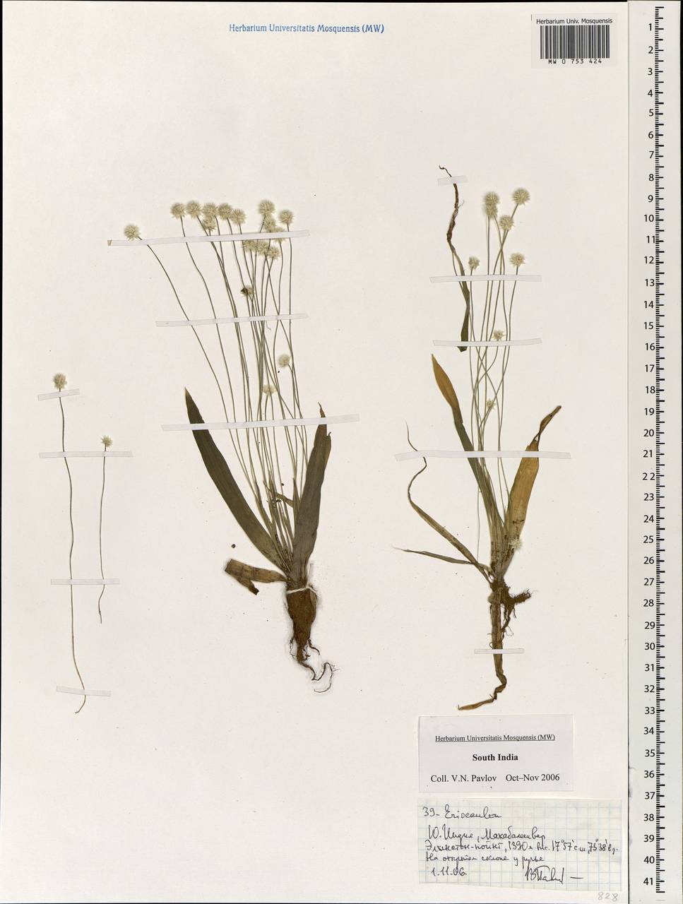 Eriocaulon, South Asia, South Asia (Asia outside ex-Soviet states and Mongolia) (ASIA) (India)