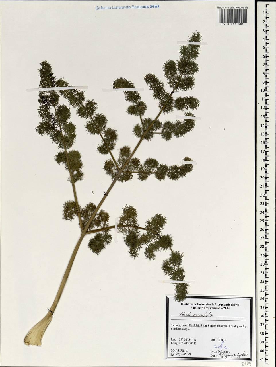 Ferula orientalis L., South Asia, South Asia (Asia outside ex-Soviet states and Mongolia) (ASIA) (Turkey)