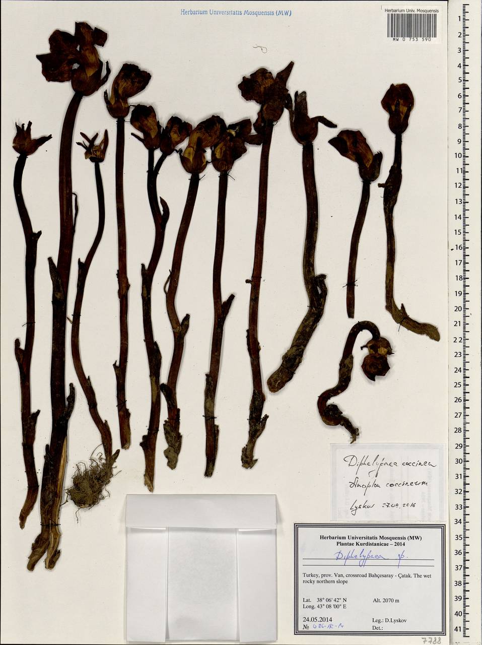 Diphelypaea coccinea (M. Bieb.) Nicolson, South Asia, South Asia (Asia outside ex-Soviet states and Mongolia) (ASIA) (Turkey)