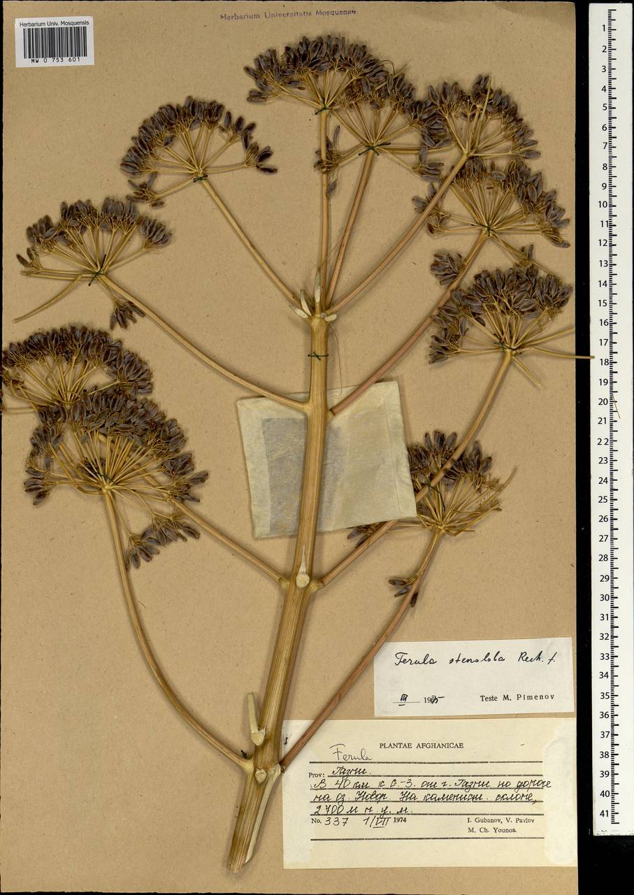Ferula stenoloba Rech.fil., South Asia, South Asia (Asia outside ex-Soviet states and Mongolia) (ASIA) (Afghanistan)
