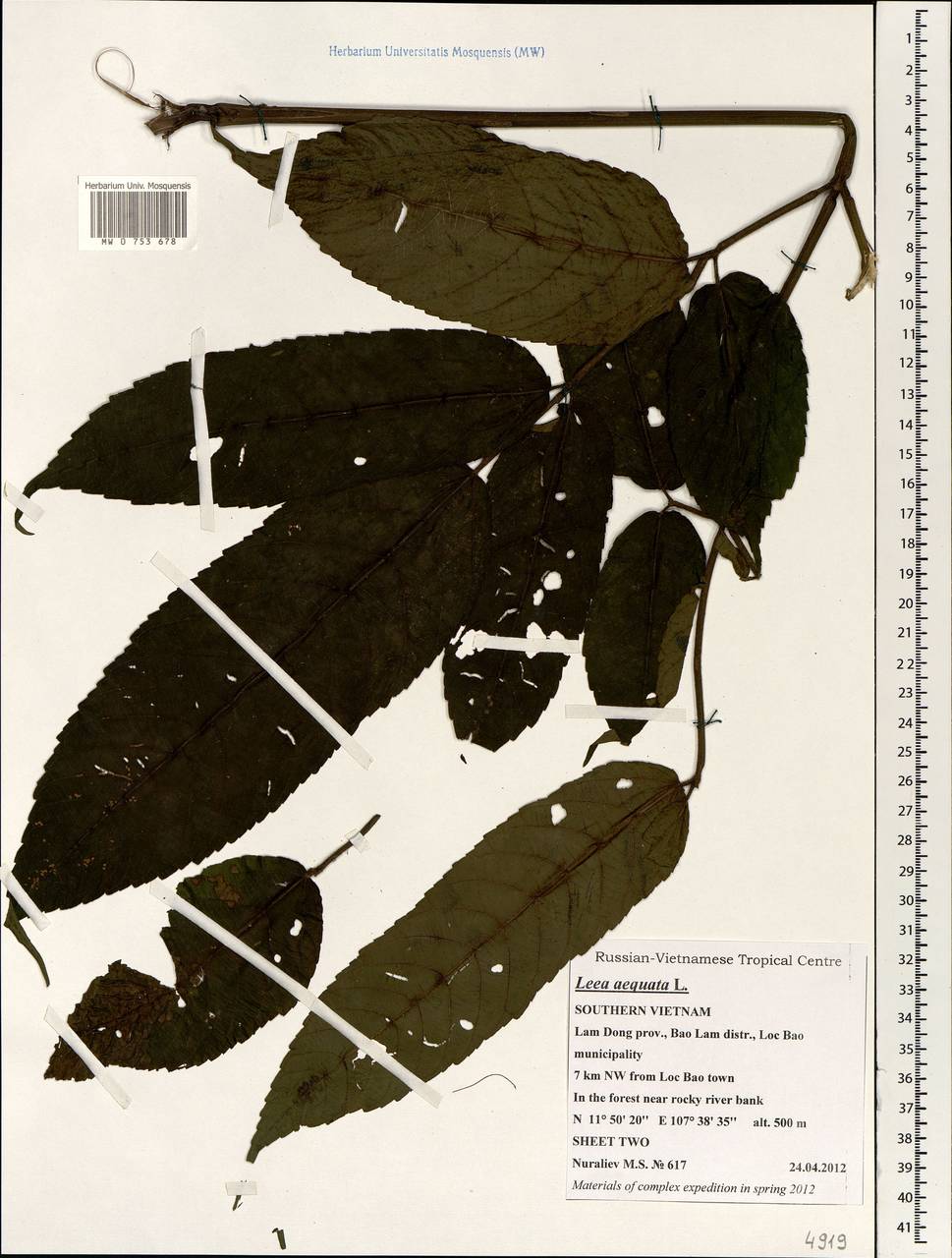 Leea aequata L., South Asia, South Asia (Asia outside ex-Soviet states and Mongolia) (ASIA) (Vietnam)