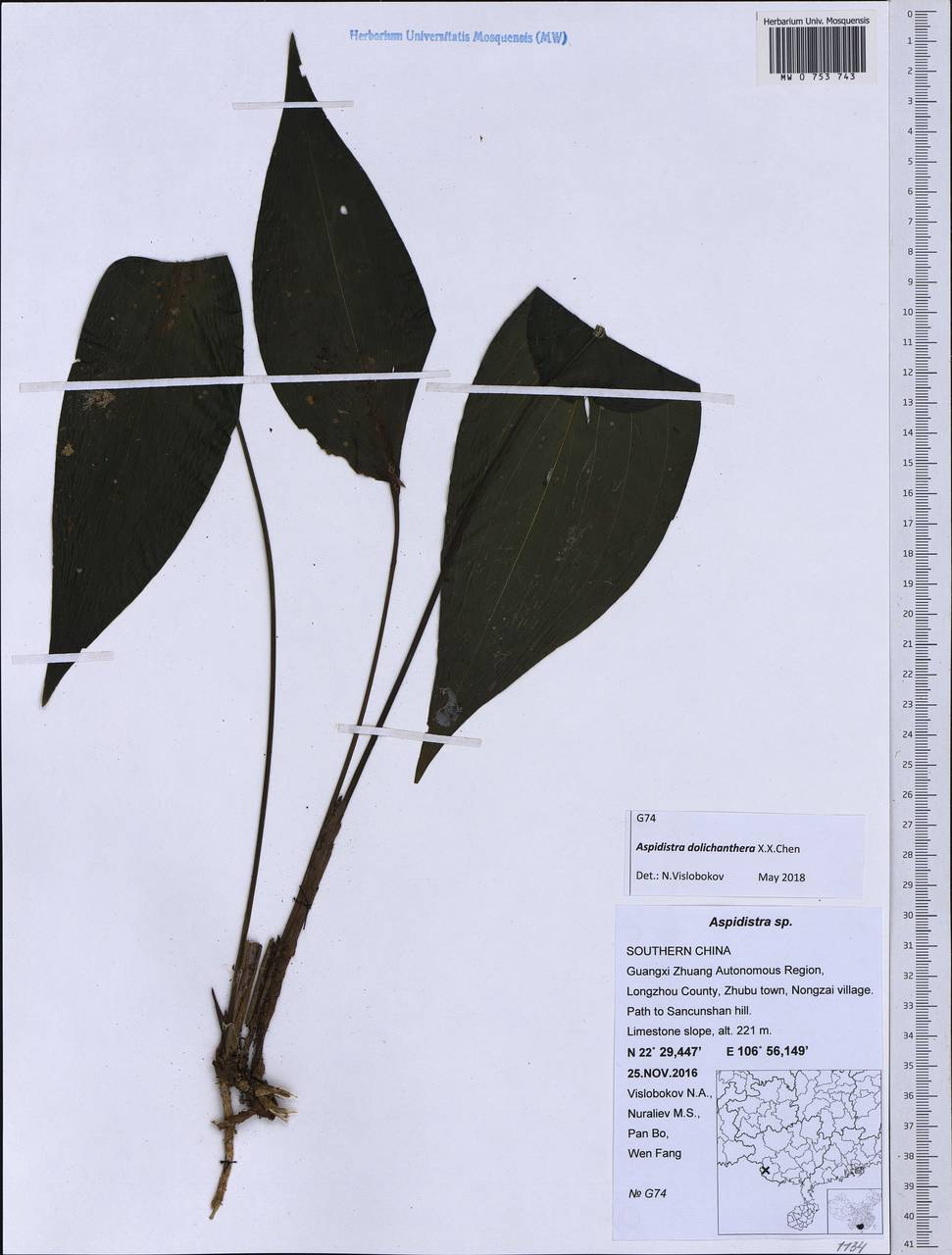 Aspidistra dolichanthera X.X.Chen, South Asia, South Asia (Asia outside ex-Soviet states and Mongolia) (ASIA) (China)