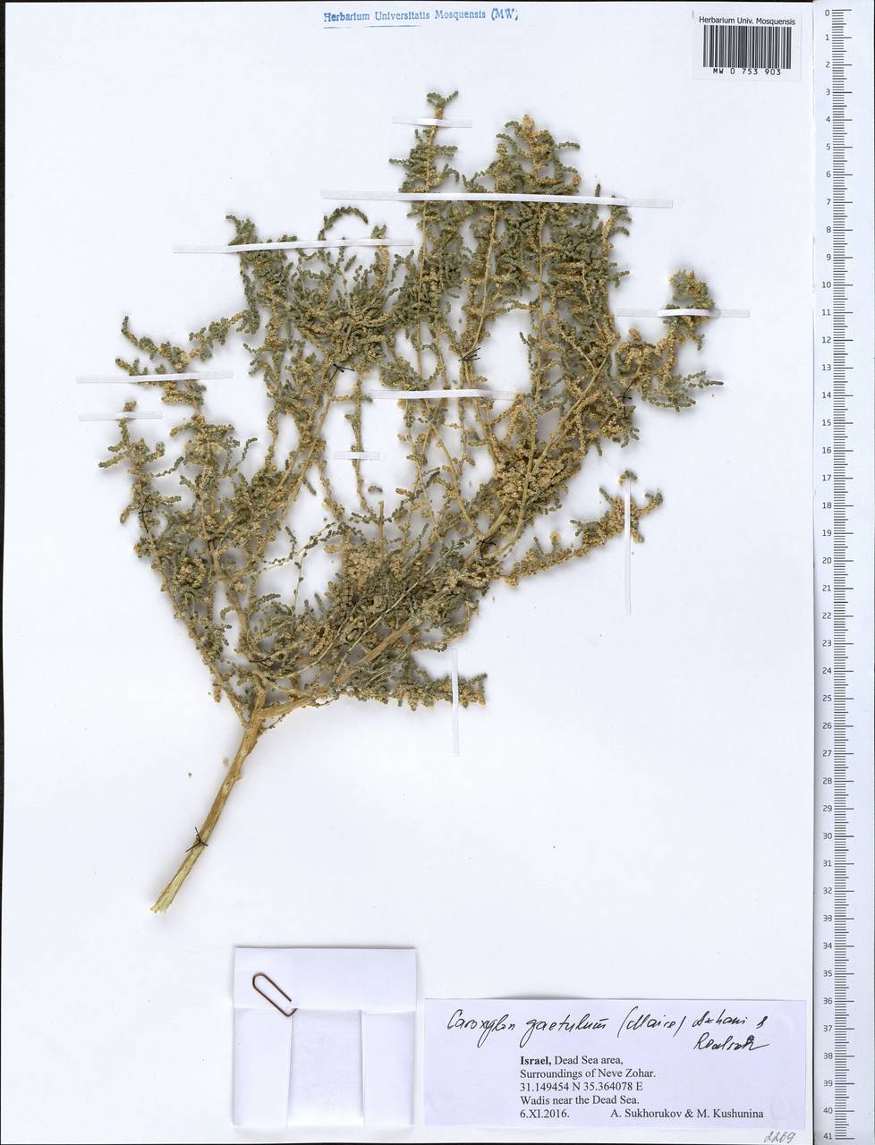 Nitrosalsola gaetula (Maire) Theodorova, South Asia, South Asia (Asia outside ex-Soviet states and Mongolia) (ASIA) (Israel)