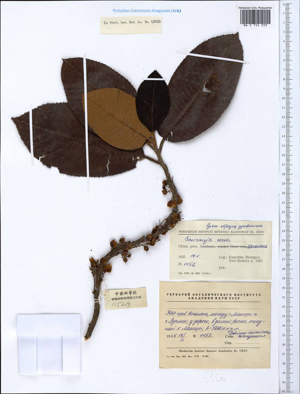 Saurauia armata Kurz, South Asia, South Asia (Asia outside ex-Soviet states and Mongolia) (ASIA) (China)