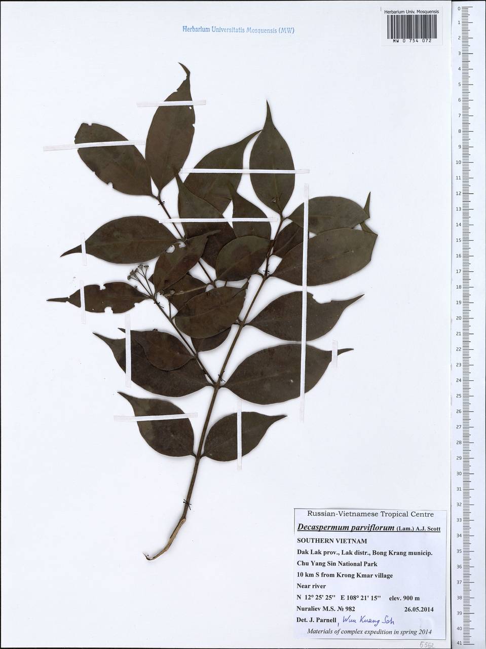 Decaspermum parviflorum (Lam.) A. J. Scott, South Asia, South Asia (Asia outside ex-Soviet states and Mongolia) (ASIA) (Vietnam)