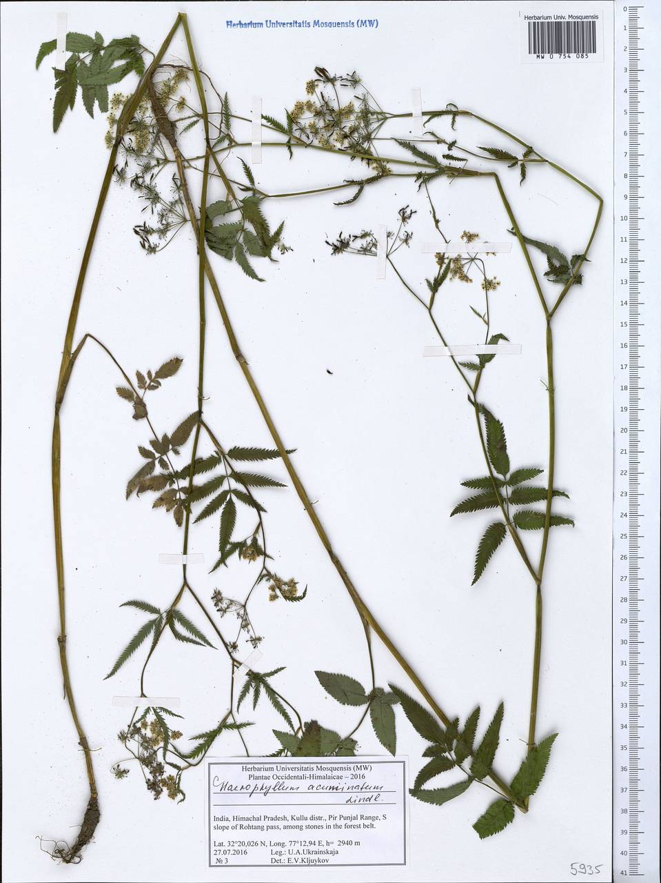 Chaerophyllum reflexum Lindl., South Asia, South Asia (Asia outside ex-Soviet states and Mongolia) (ASIA) (India)