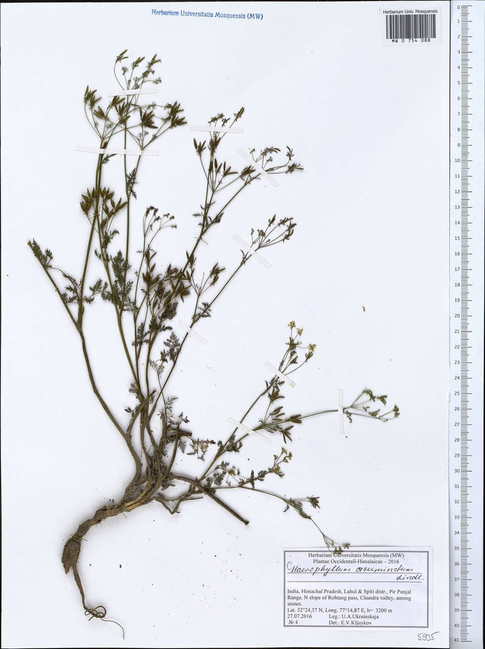 Chaerophyllum reflexum Lindl., South Asia, South Asia (Asia outside ex-Soviet states and Mongolia) (ASIA) (India)