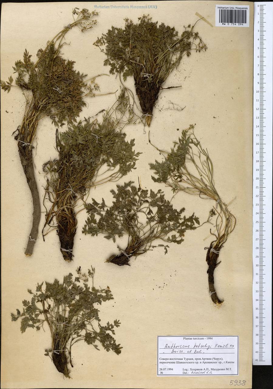 Anthriscus kotschyi Fenzl ex Boiss. & Balansa, South Asia, South Asia (Asia outside ex-Soviet states and Mongolia) (ASIA) (Turkey)