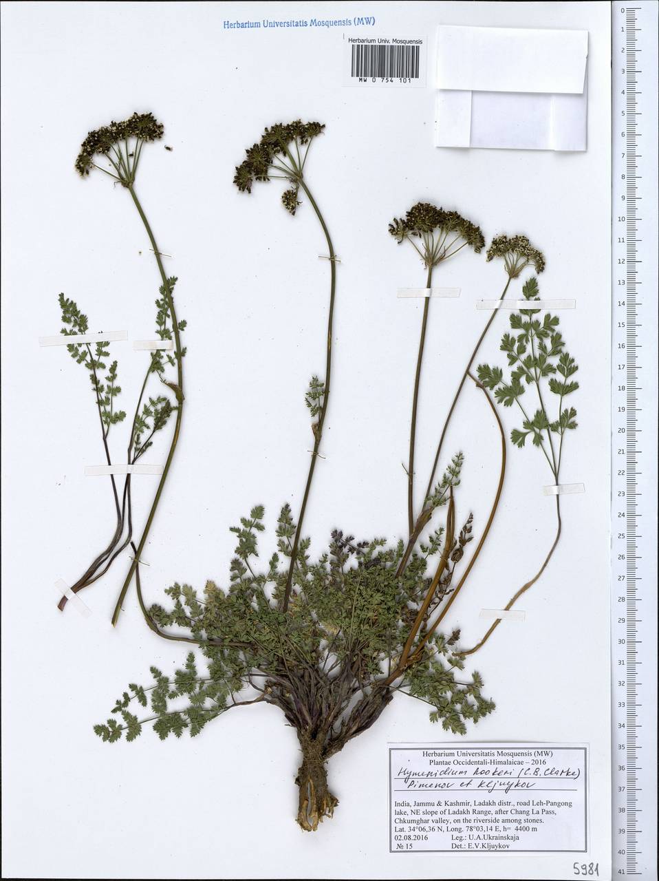 Pleurospermum hookeri C.B.Clarke, South Asia, South Asia (Asia outside ex-Soviet states and Mongolia) (ASIA) (India)