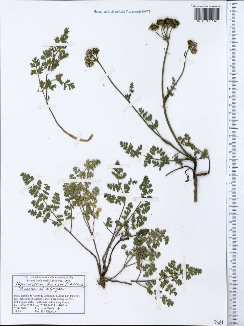 Pleurospermum hookeri C.B.Clarke, South Asia, South Asia (Asia outside ex-Soviet states and Mongolia) (ASIA) (India)