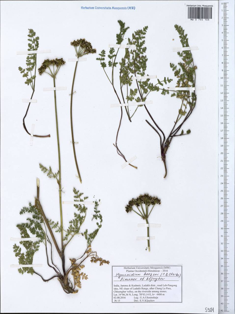 Pleurospermum hookeri C.B.Clarke, South Asia, South Asia (Asia outside ex-Soviet states and Mongolia) (ASIA) (India)