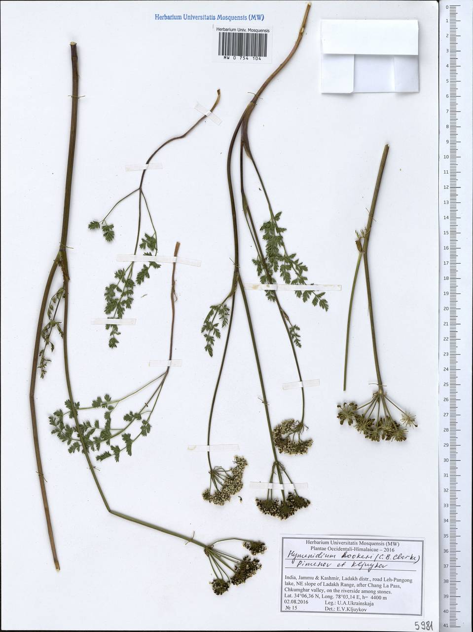 Pleurospermum hookeri C.B.Clarke, South Asia, South Asia (Asia outside ex-Soviet states and Mongolia) (ASIA) (India)