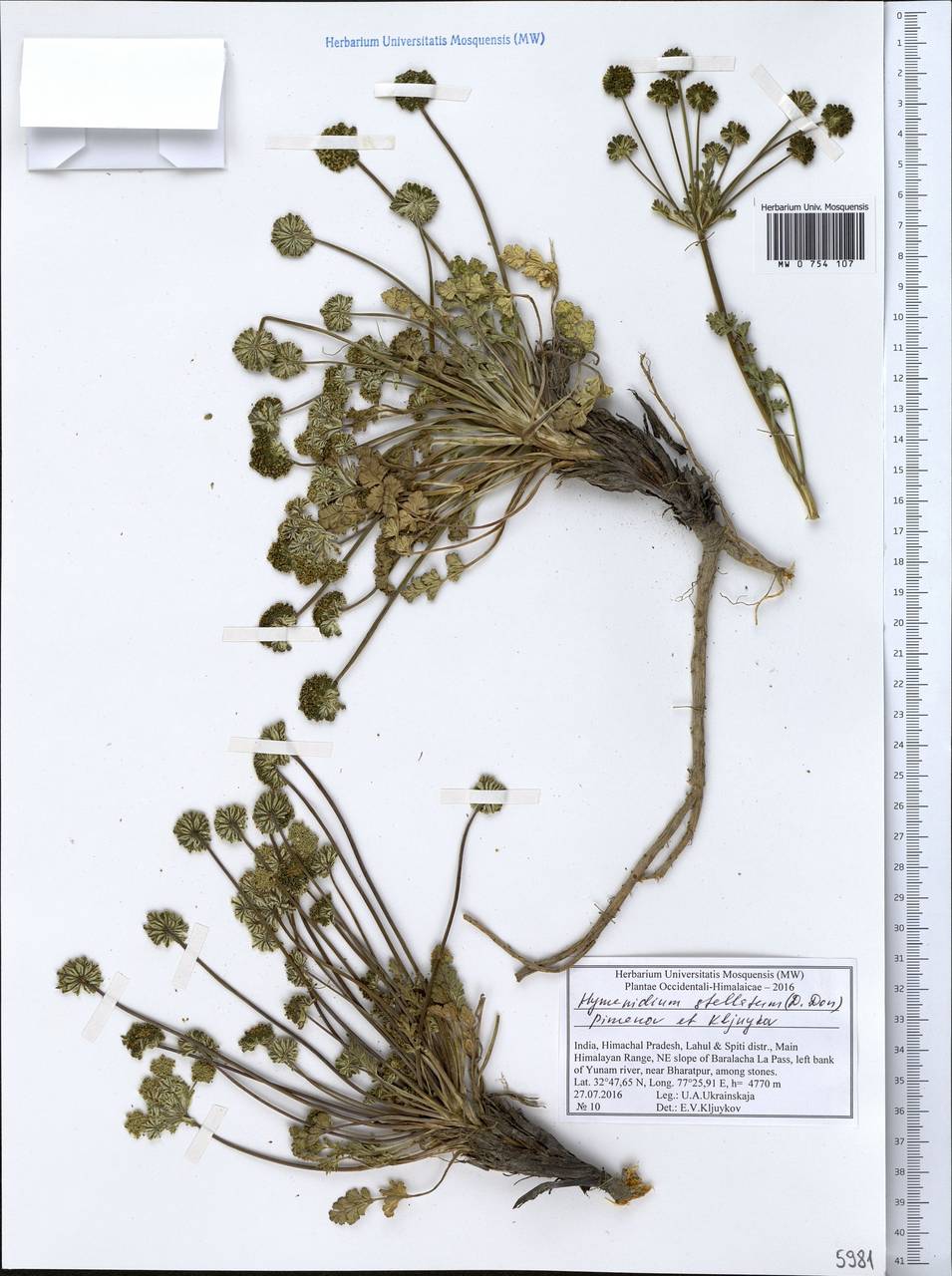 Hymenidium stellatum (D.Don) Pimenov & Kljuykov, South Asia, South Asia (Asia outside ex-Soviet states and Mongolia) (ASIA) (India)