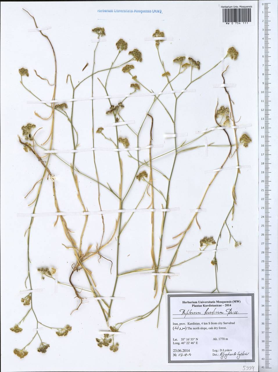 Bupleurum kurdicum Boiss., South Asia, South Asia (Asia outside ex-Soviet states and Mongolia) (ASIA) (Iran)