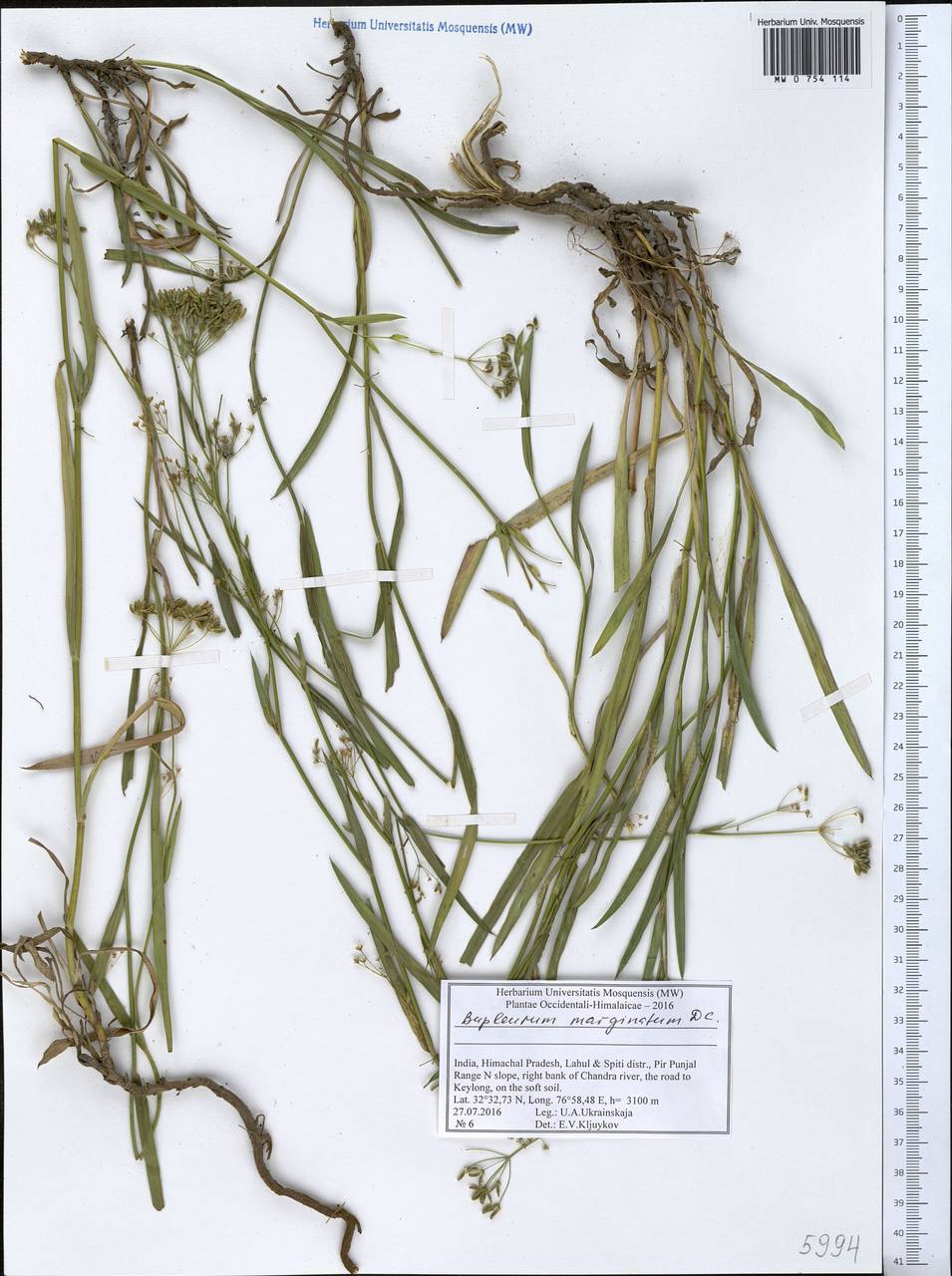 Bupleurum marginatum Wall. ex DC., South Asia, South Asia (Asia outside ex-Soviet states and Mongolia) (ASIA) (India)