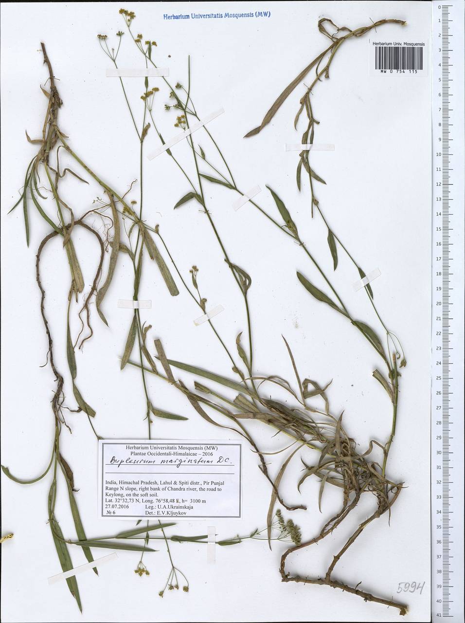 Bupleurum marginatum Wall. ex DC., South Asia, South Asia (Asia outside ex-Soviet states and Mongolia) (ASIA) (India)