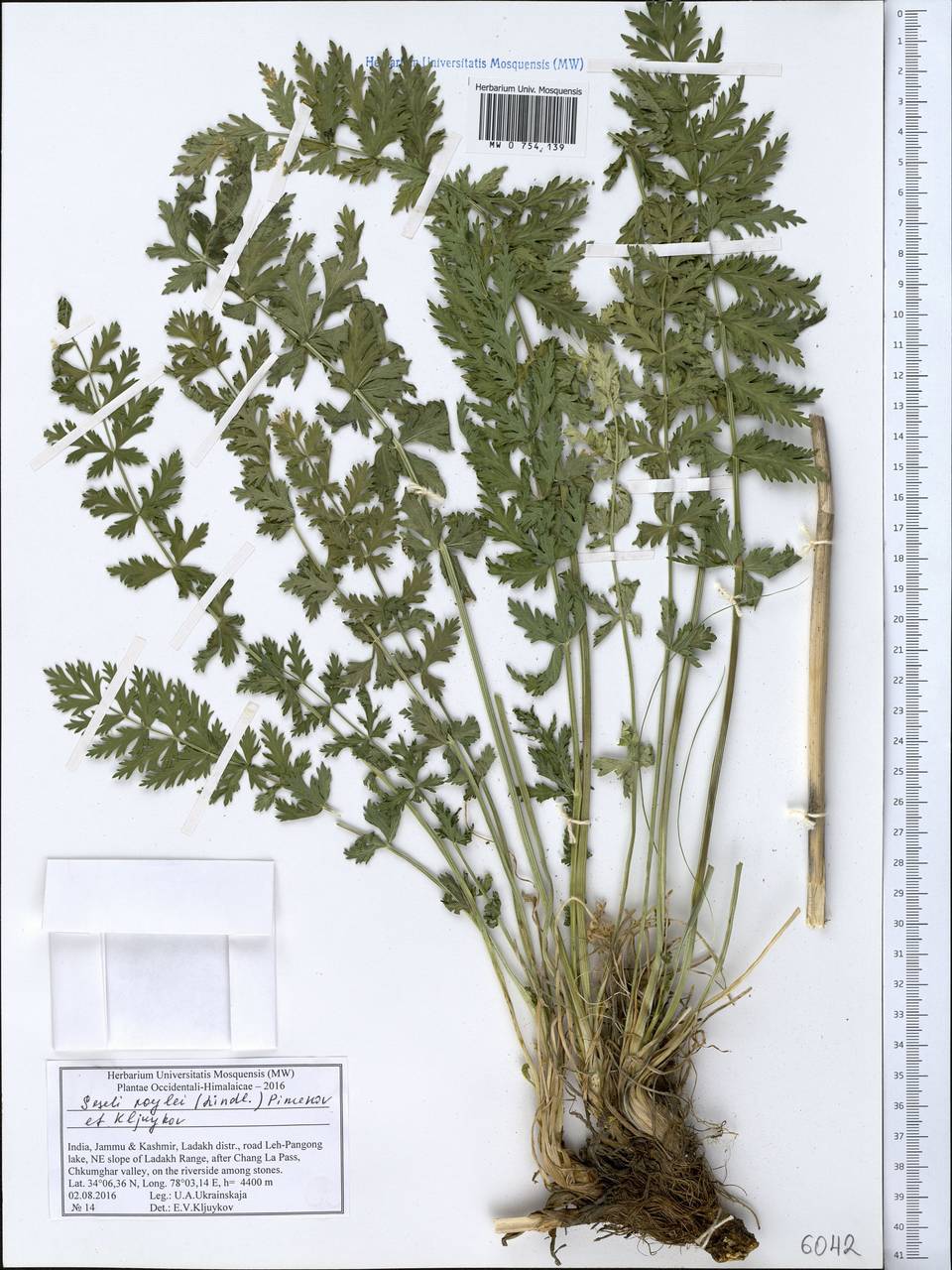 Seseli roylei (Lindl.) Pimenov & Kljuykov, South Asia, South Asia (Asia outside ex-Soviet states and Mongolia) (ASIA) (India)