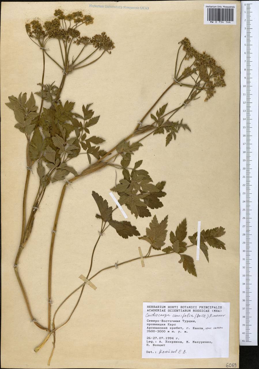 Selinum ponticum (Boiss.) Hand, South Asia, South Asia (Asia outside ex-Soviet states and Mongolia) (ASIA) (Turkey)