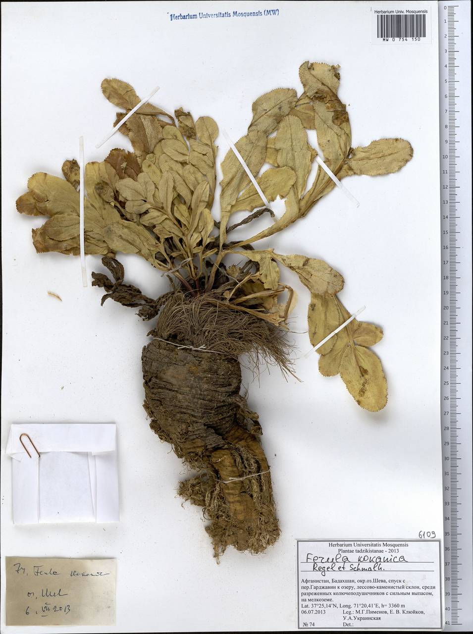Ferula kokanica Regel & Schmalh., South Asia, South Asia (Asia outside ex-Soviet states and Mongolia) (ASIA) (Afghanistan)