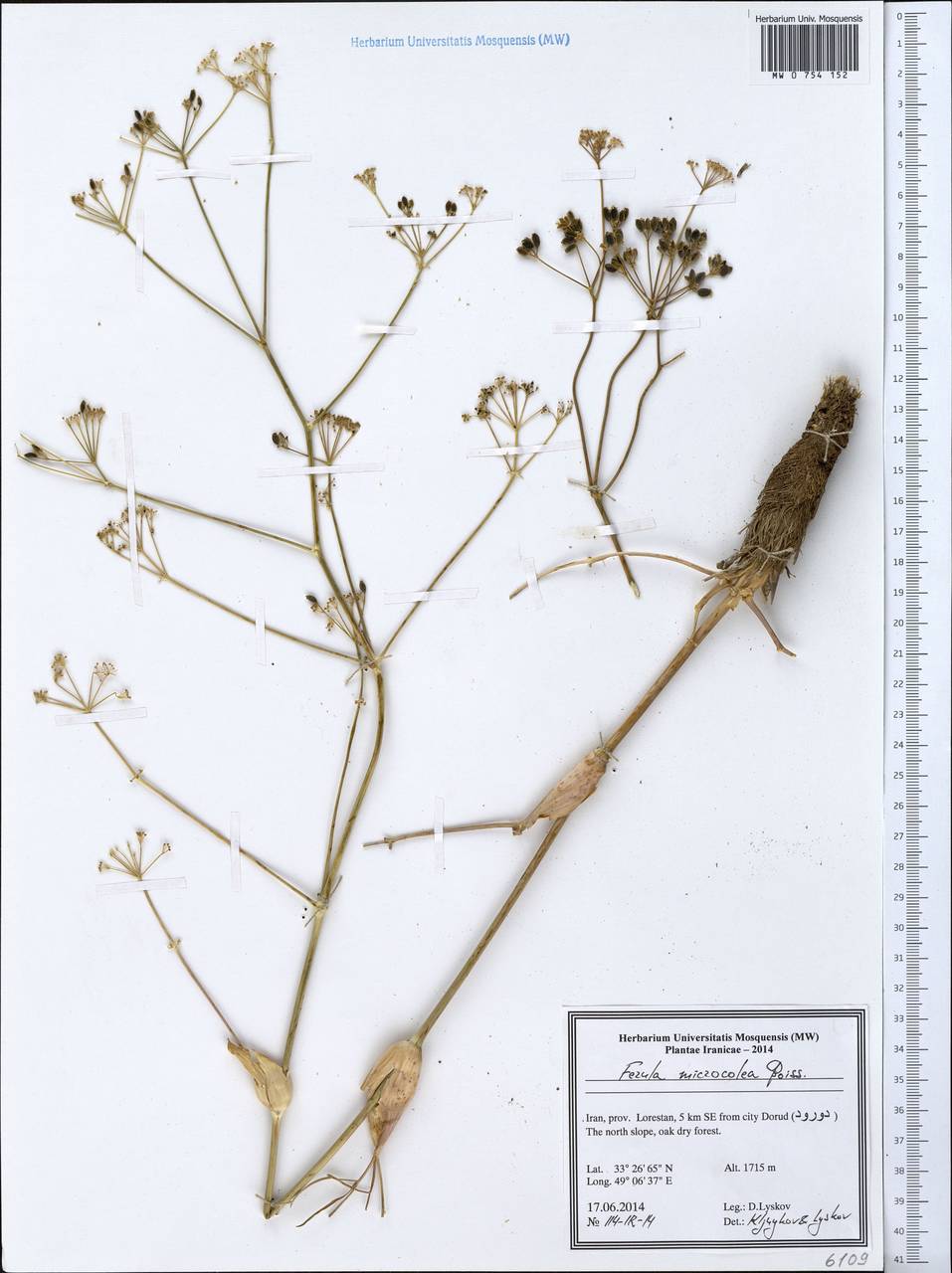 Ferula microcolea (Boiss.) Boiss., South Asia, South Asia (Asia outside ex-Soviet states and Mongolia) (ASIA) (Iran)