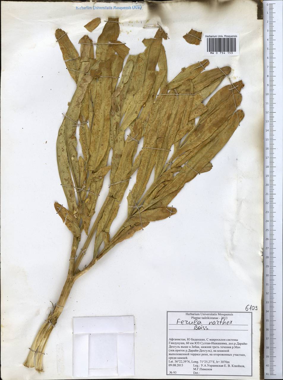 Ferula narthex Boiss., South Asia, South Asia (Asia outside ex-Soviet states and Mongolia) (ASIA) (Afghanistan)