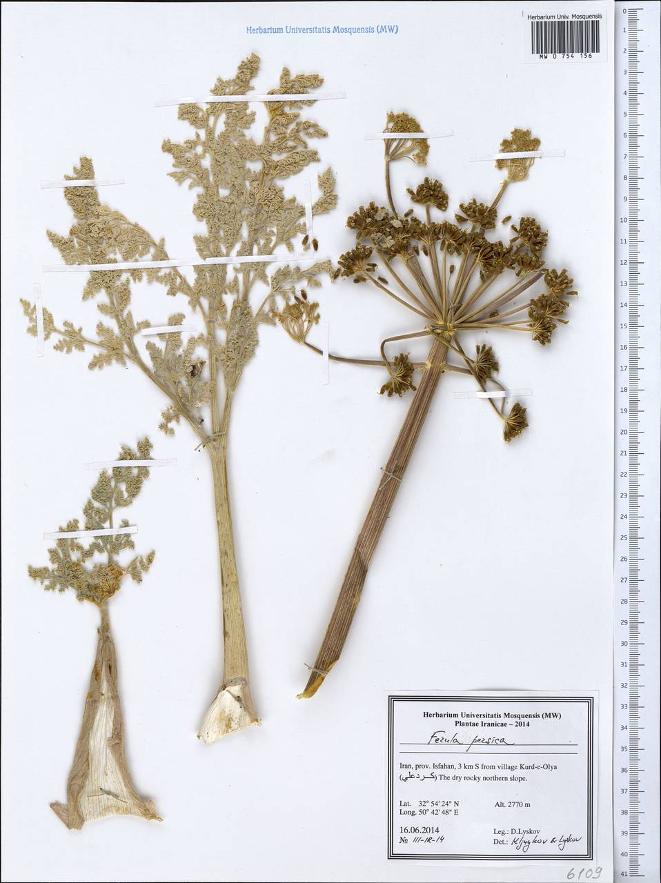 Ferula persica Willd., South Asia, South Asia (Asia outside ex-Soviet states and Mongolia) (ASIA) (Iran)