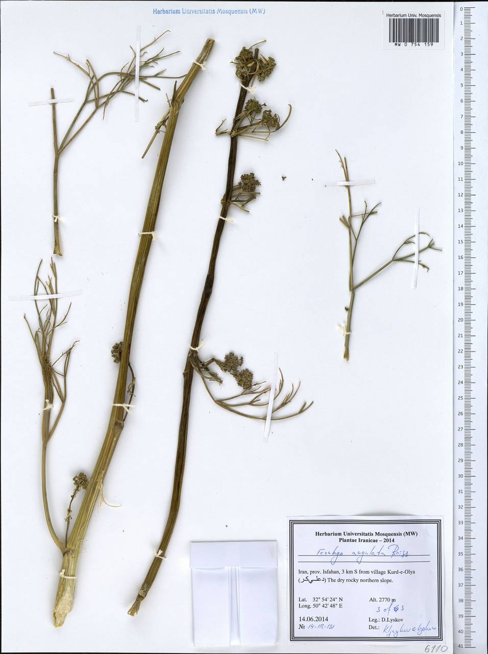 Ferulago angulata (Schltdl.) Boiss., South Asia, South Asia (Asia outside ex-Soviet states and Mongolia) (ASIA) (Iran)